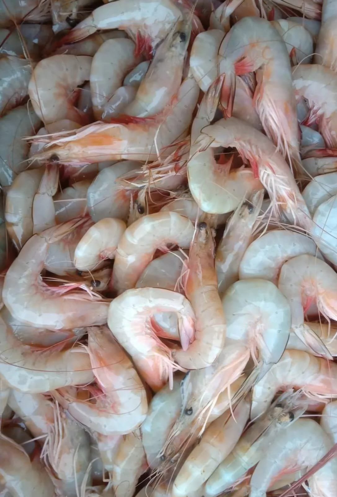 Freshwater Shrimp